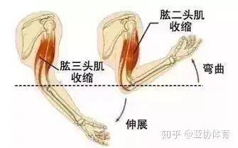 必一体育下载瑜伽中【肘关节超伸】怎么瑜伽常识办？(图5)